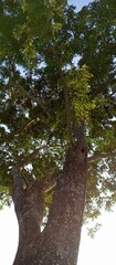 The beauty of the Tamarind Tree, seen from below