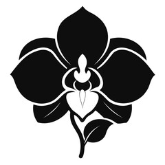 Close-up of beautiful Black Phalaenopsis orchid flower on transparent background