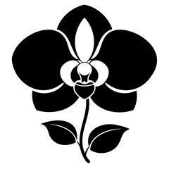 Close-up of beautiful Black Phalaenopsis orchid flower on transparent background