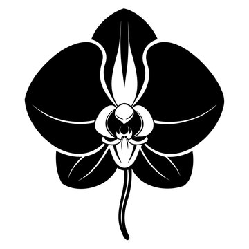 black orchid flower isolated on white clip art preview