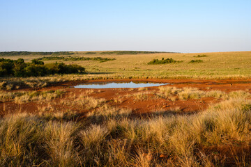 Early morning savanna landscape with small pond watering hole in red dirt, in the Maasai Mara National Reserve, African adventure safari game drive in Kenya  © knelson20