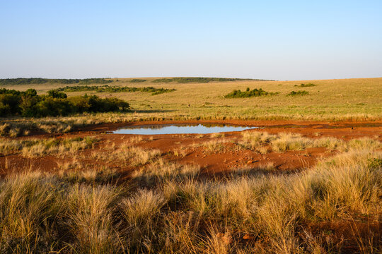 Early morning savanna landscape with small pond watering hole in red dirt, in the Maasai Mara National Reserve, African adventure safari game drive in Kenya
