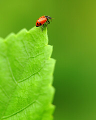 Ladybug on Edge of Leaf