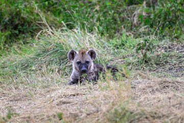 Fototapeta premium Cute little furry Hyena baby pup outside the den in the Maasai Mara National Reserve, African wildlife on adventure safari game drive in Kenya 