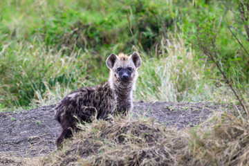 Cute little furry Hyena baby pup outside the den in the Maasai Mara National Reserve, African wildlife on adventure safari game drive in Kenya
