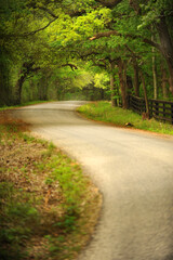 Winding Path Through the Forrest