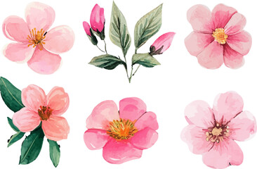 watercolor set of pink flowers