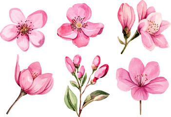 set of pink flowers