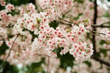 pink cherry blossom