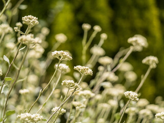  Common Yarrow Achillea Millefolium Close.