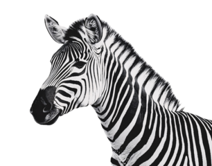 Wild Zebra in Safari Style Isolated on White Background
