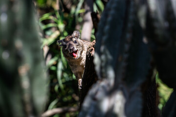 Closeup of cute little Hyrax playing peek-a-boo in a safari camp, in the Lewa Conservancy, African wildlife on adventure safari game drive in Kenya

