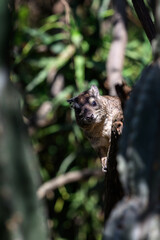 Closeup of cute little Hyrax playing peek-a-boo in a safari camp, in the Lewa Conservancy, African wildlife on adventure safari game drive in Kenya
