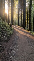Obraz premium A scenic forest trail illuminated by the soft glow of sunlight.