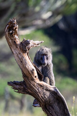 Funny and entertaining Olive Baboon perched on a dead tree trunk in the Lewa Conservancy, African wildlife on adventure safari game drive in Kenya
