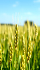 Fototapeta premium Macro close up of fresh young ears of young green wheat in spring summer field. Free space for text. Agriculture scene, masterpiece, with white tones
