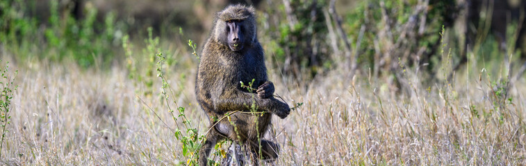 Obraz premium Funny and entertaining Olive Baboon perched on a dead tree trunk in the Lewa Conservancy, African wildlife on adventure safari game drive in Kenya 