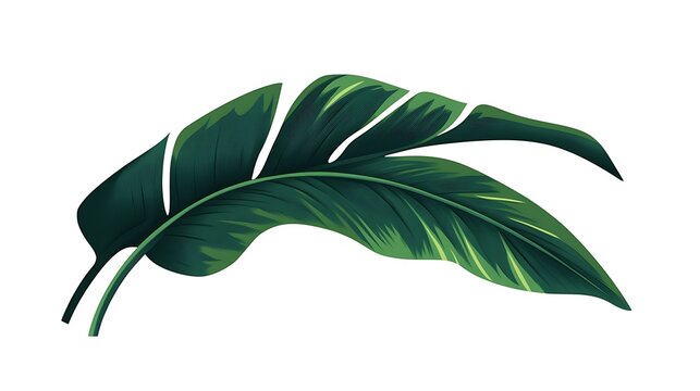 Two Lush Green Tropical Leaves Isolated On White