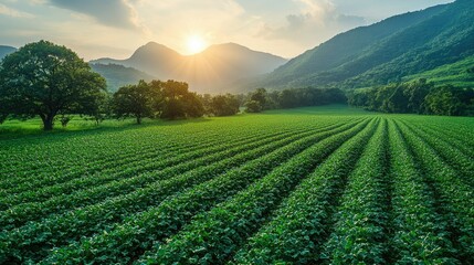 Serene Sunset over Lush Green Farmland