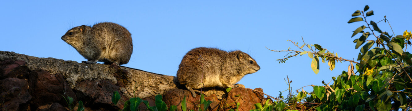 Closeup of two cute little Hyrax perched on a rock wall in a safari camp in the Lewa Conservancy, African wildlife on adventure safari game drive in Kenya

