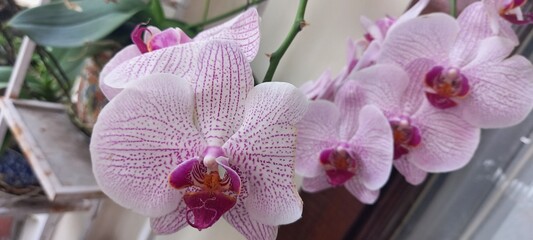 pink orchid