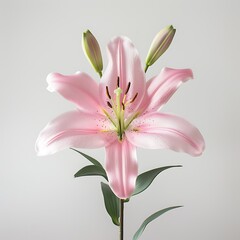 Fototapeta premium Pink lily flower isolated on white background with clipping path and full depth of field