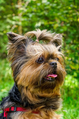 Yorkshire terrier. Dog. An adorable, happy dog in a nature park. The year of the dog.