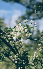 apple blossom