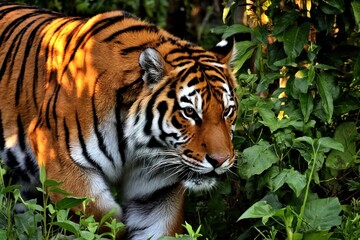Fototapeta premium Majestic Tiger in Lush Jungle Habitat Wallpaper