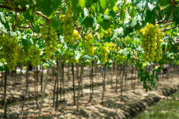 White grapes hanging on a bush at vine in vineyard in a sunny beautiful day with channel along at the farm © sornchai