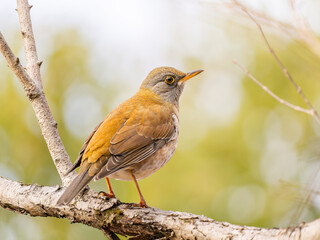 枝にとまるシロハラ