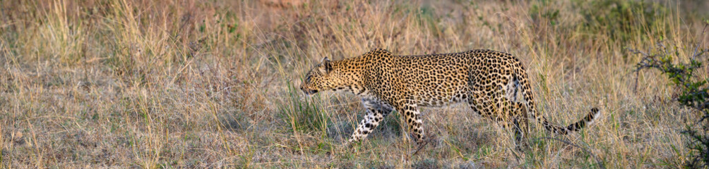 Leopard walking through tall grass in warm evening light in the Lewa Conservancy, African wildlife on adventure safari game drive in Kenya
