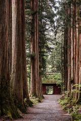 戸隠神社参道・随神門と杉並木	