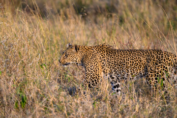 Leopard walking through tall grass in warm evening light in the Lewa Conservancy, African wildlife on adventure safari game drive in Kenya
