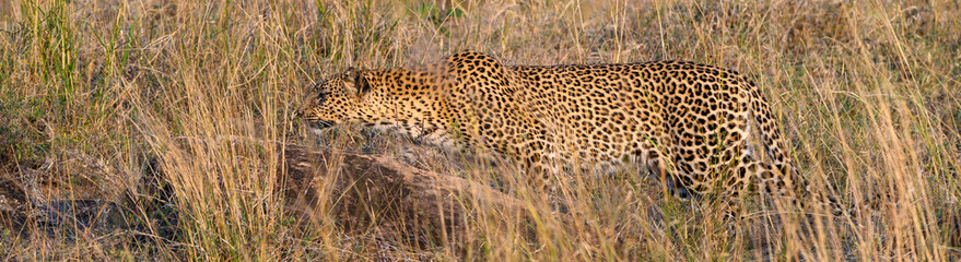 Leopard walking through tall grass in warm evening light in the Lewa Conservancy, African wildlife on adventure safari game drive in Kenya

