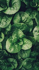 Fototapeta premium Close-up of leafy greens growing in compact vertical farming