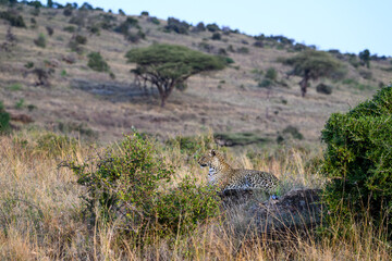 Leopard laying on a rock waiting for dark, and time to hunt, in the Lewa Conservancy, African wildlife on adventure safari game drive in Kenya
