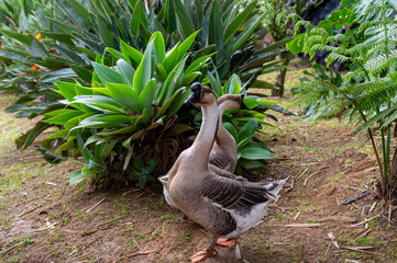 A pair of geese stroll through lush, tropical greenery. A serene moment in nature's embrace.