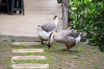 Two geese peacefully graze on the lawn, their serene presence adding charm to the tranquil garden setting.