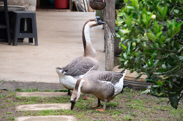 Peaceful countryside scene with two geese grazing peacefully near lush greenery. © contentzilla
