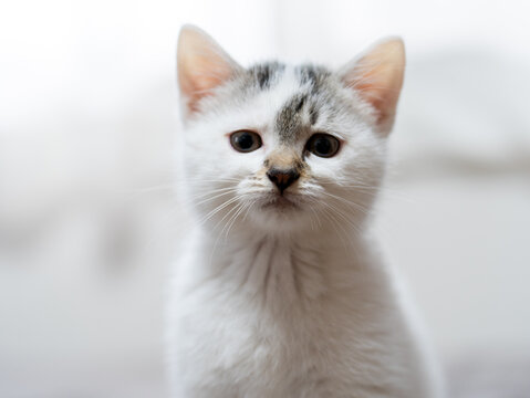 子猫
