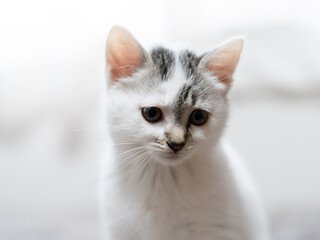 子猫