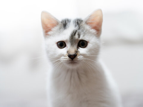 子猫