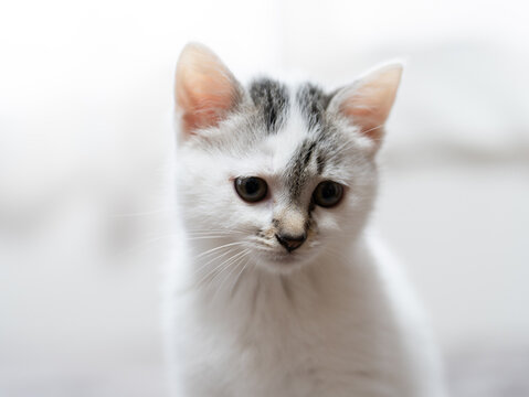 子猫