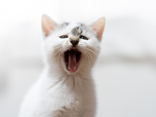 あくびをする子猫