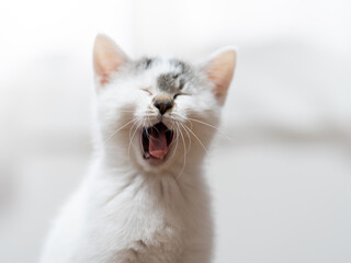あくびをする子猫