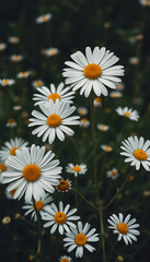 Fototapeta premium White daisies with yellow centers in a field of green, summer wildflowers