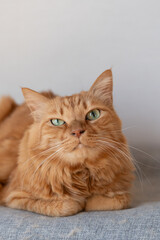 室内でくつろぐ可愛い猫　茶トラ猫