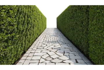 Stone walkway with a hedge on either side PNG