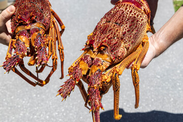 Holding Large Australian Saltwater Rock Lobster